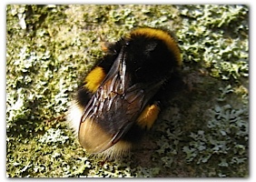 Hummelfoto von Mieke 19. M&auml;rz 2009